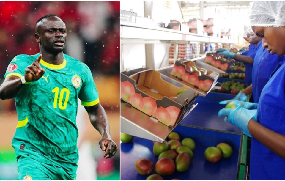 Sédhiou : Sadio Mané mise 8,7 milliards sur la transformation de la mangue Sédhiou : Sadio Mané mise 8,7 milliards sur la transformation de la mangue